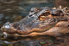 an alligator's head is submerged in the water