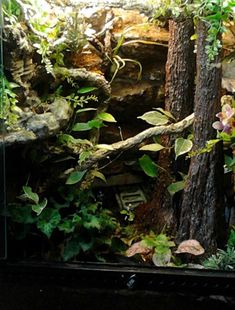 an aquarium filled with lots of plants and trees in it's tank, next to a rock wall