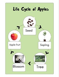 the life cycle of an apple