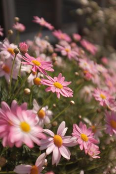 pink and yellow daisies are growing in the garden