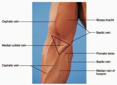 an image of the legs and thighs with labels on each side, labeled in red