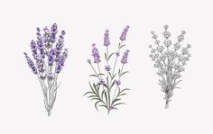 three different types of lavender flowers are shown in this drawing, one is purple and the other is white