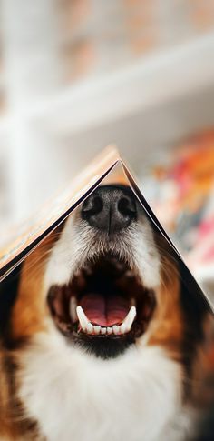 a dog with its mouth open and it's tongue sticking out from underneath a book