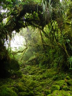 the mossy ground is covered with trees and plants