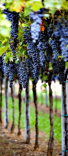 grapes are growing in rows on the vine