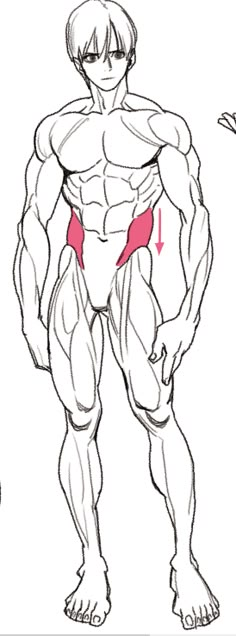 an image of a man's muscles showing the location of his lower limb and upper limbs