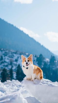 a corgi dog sitting on top of a snow covered hill with mountains in the background