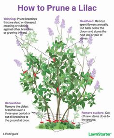 how to prune a lilac plant with instructions on how to prune it