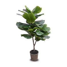 a potted plant with large green leaves on it's top, in front of a white background