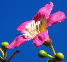 a pink flower with yellow stamens and green buds in the foreground, against a blue sky