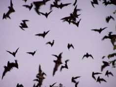 a flock of bats flying in the sky