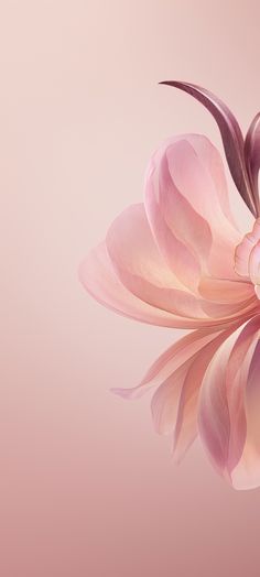 a large pink flower is reflected in the water on a light pink background with reflection