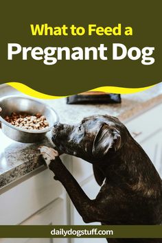 a dog eating food out of a bowl on top of a counter with the words what to feed a pregnant dog