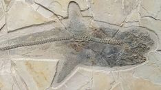 an animal fossil is shown on a rock wall