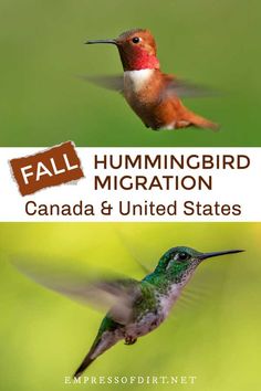 a hummingbird flying next to a green background with the words, fall hummingbird migration canada & united states