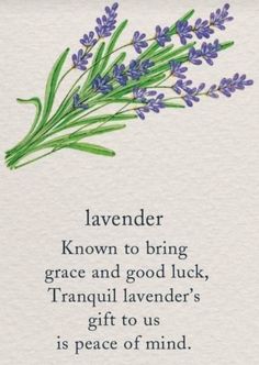 a card with lavender flowers and the words lavender known to bring grace and good luck, tranquil lavender's gift to us is peace of mind