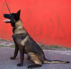 a dog sitting on the sidewalk with its mouth open