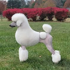 Meet your Posher, Pamela Show Poodle, French Poodle, Toy Dogs, Grooming Tips, Little Puppies, Dog Show