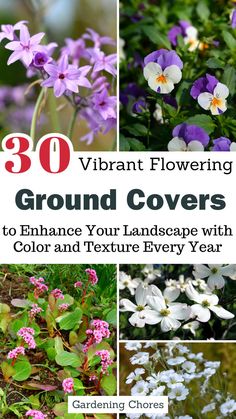 different types of flowers with the title 30 vibrant flowering ground covers to enhance your landscape with color and texture every year