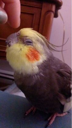 a close up of a bird on a person's hand