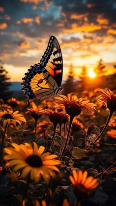 a butterfly that is flying in the air over some yellow and red flowers at sunset