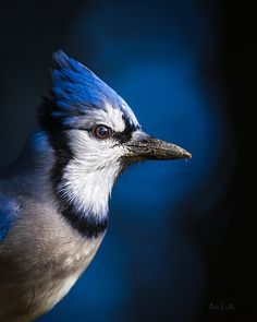 a blue and white bird with its head turned to the side