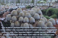 there are many mushrooms growing on the ground in the woods with caption that reads, you're finally awake