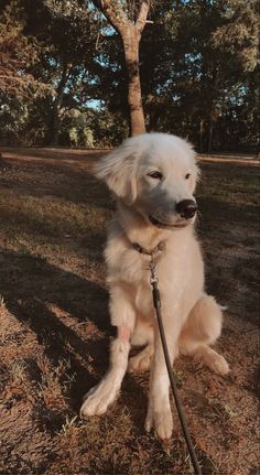 a large white dog sitting on top of a grass covered field next to a tree