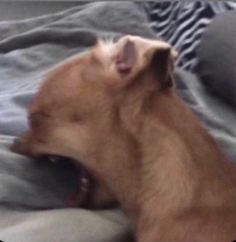 a small dog laying on top of a bed