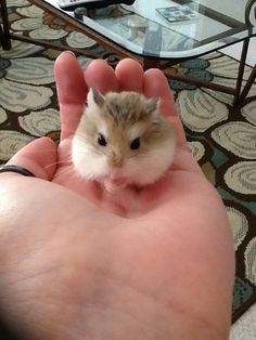 a hamster is sitting in the palm of someone's hand