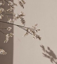 some white flowers are in a vase on a table next to a wall and a window