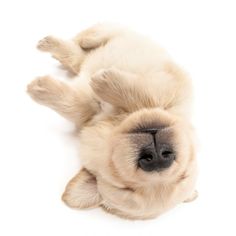 a small white dog laying on its back