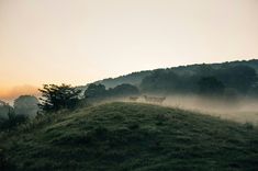 two cows standing on top of a grass covered hill in the foggy morning sun