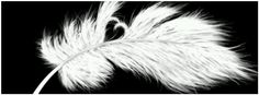 a black and white photo of a feather