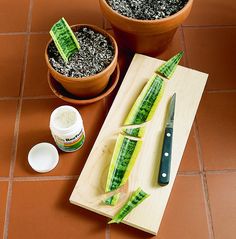 two potted plants and a knife on a cutting board next to some soil in small pots