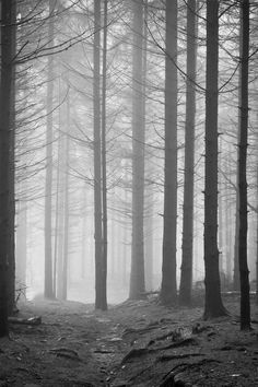 the woods are foggy and there is no image here to provide a caption for