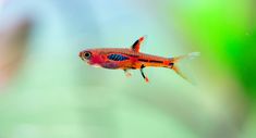 an orange and black fish floating on top of a green plant filled with water in front of a blurry background