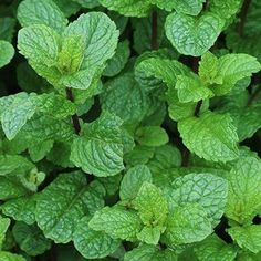 some green leaves that are growing in the ground