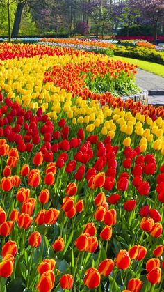 many different colored tulips in a garden