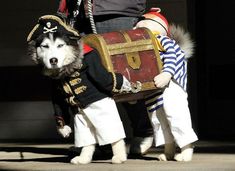 a dog dressed up as a pirate carrying a chest with a man on it's back