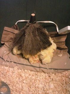 a stuffed animal sitting on top of a pile of wood shavings next to a hair dryer