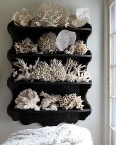 there are many different types of corals on this shelf