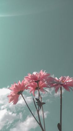 three pink flowers are in front of a blue sky