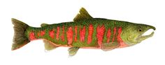 a large fish with red and green stripes on it's body