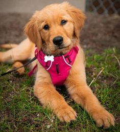 a brown dog wearing a pink shirt laying in the grass