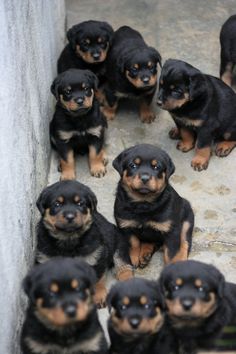 a group of black and brown puppies sitting next to each other on the ground