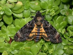 a close up of a moth on some green leaves