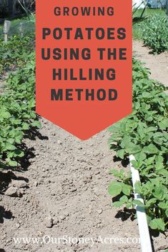 a red sign that says growing potatoes using the hilling method in front of some green plants