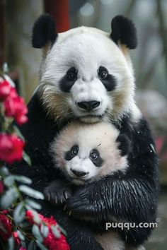 two panda bears are hugging each other in their zoo habitat with red flowers behind them