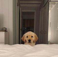 a dog sitting on top of a white bed in a bedroom next to a mirror